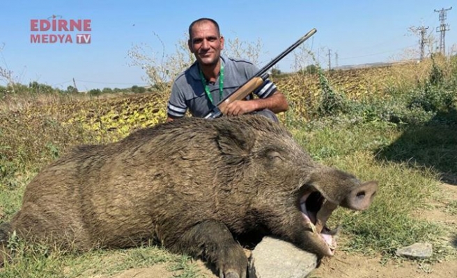 280 kiloluk yaban domuzu avladı