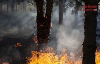 Ormanlarımız yanıyor