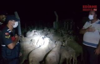 Koyunları Jandarma buldu